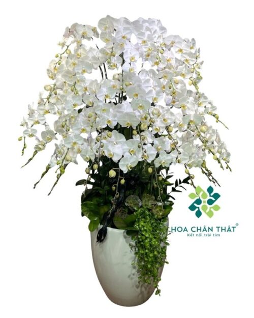 Chậu lan hồ điệp 30 cành trắng – Phúc Lành An Yên