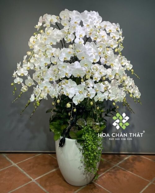 Chậu lan hồ điệp 30 cành trắng – Phúc Lành An Yên