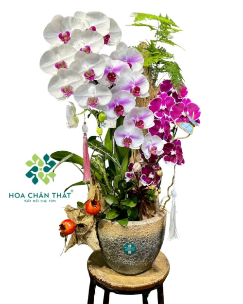 Chậu lan hồ điệp 4 cành trắng tím ghép lũa – Cát Tường Phồn Thịnh