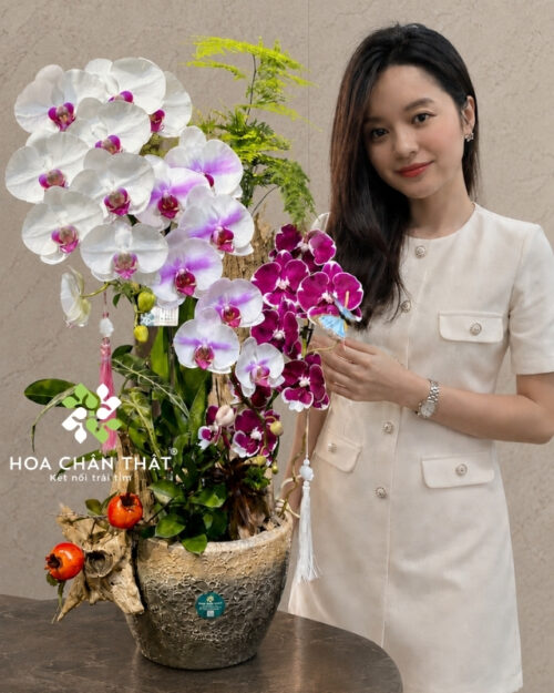 Chậu lan hồ điệp 4 cành trắng tím ghép lũa – Cát Tường Phồn Thịnh