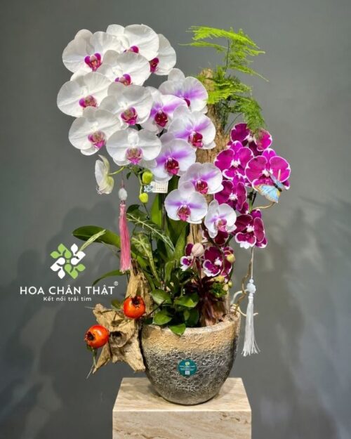 Chậu lan hồ điệp 4 cành trắng tím ghép lũa – Cát Tường Phồn Thịnh