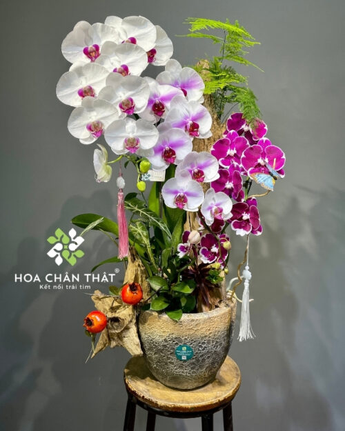 Chậu lan hồ điệp 4 cành trắng tím ghép lũa – Cát Tường Phồn Thịnh