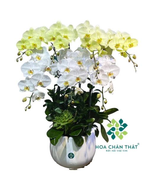 Chậu lan hồ điệp 7 cành trắng xanh bơ – Phú Quý Cát Tường