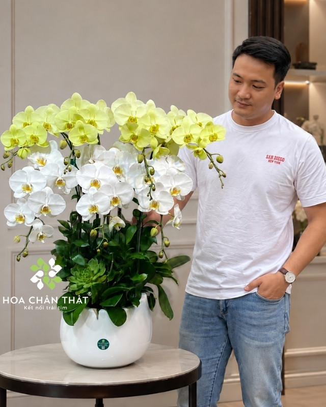 Chậu lan hồ điệp 7 cành trắng xanh bơ – Phú Quý Cát Tường Chậu lan hồ điệp 7 cành trắng xanh bơ – Phú Quý Cát Tường
