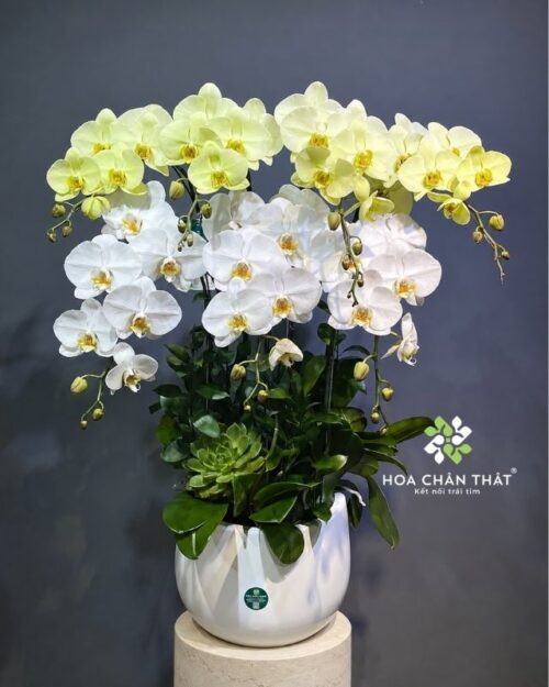 Chậu lan hồ điệp 7 cành trắng xanh bơ – Phú Quý Cát Tường