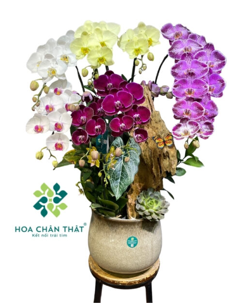 Chậu lan hồ điệp 8 cành mix mini phối màu – Phồn Hoa Vạn Lộc