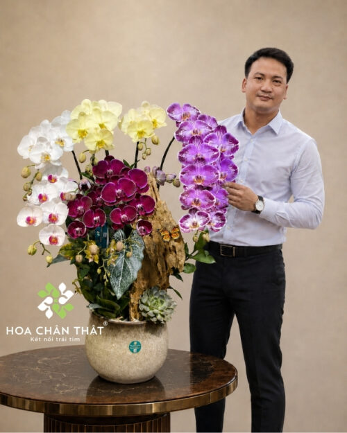 Chậu lan hồ điệp 8 cành mix mini phối màu – Phồn Hoa Vạn Lộc