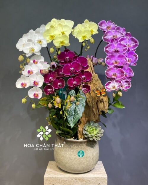 Chậu lan hồ điệp 8 cành mix mini phối màu – Phồn Hoa Vạn Lộc