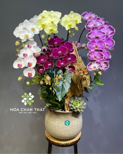 Chậu lan hồ điệp 8 cành mix mini phối màu – Phồn Hoa Vạn Lộc
