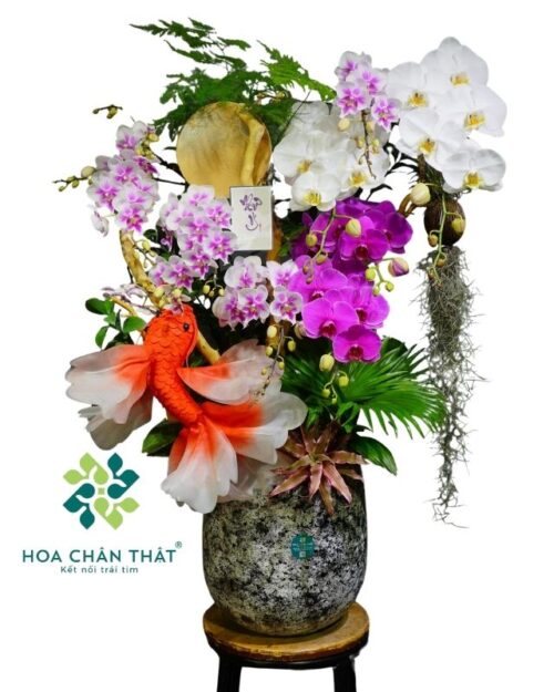 Chậu lan hồ điệp 8 cành phối màu - Lý Ngư Vọng Nguyệt Chậu lan hồ điệp 8 cành phối màu - Lý Ngư Vọng Nguyệt