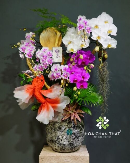 Chậu lan hồ điệp 8 cành phối màu - Lý Ngư Vọng Nguyệt