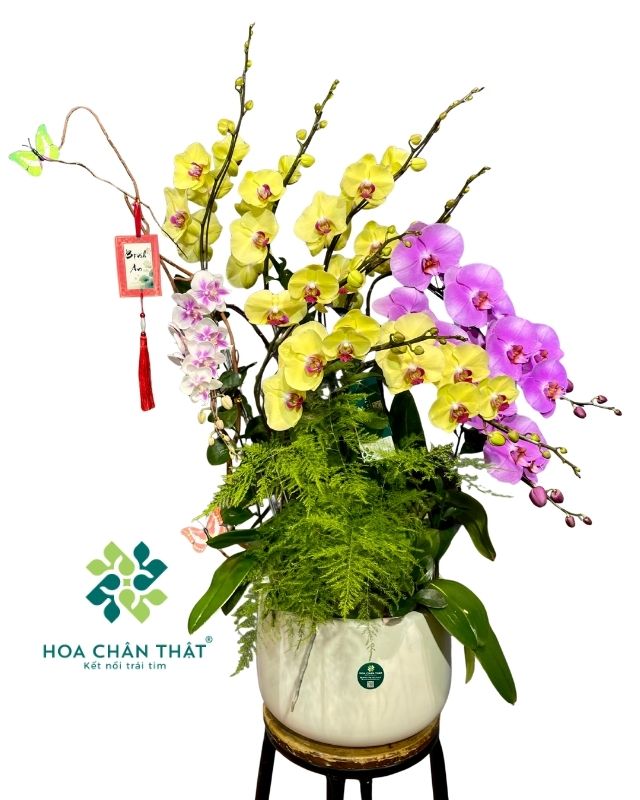 Chậu lan hồ điệp 9 cành phối màu vàng hồng – Khát Vọng Vươn Cao Chậu lan hồ điệp 9 cành phối màu vàng hồng – Khát Vọng Vươn Cao