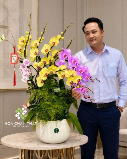 Chậu lan hồ điệp 9 cành phối màu vàng hồng – Khát Vọng Vươn Cao Chậu lan hồ điệp 9 cành phối màu vàng hồng – Khát Vọng Vươn Cao