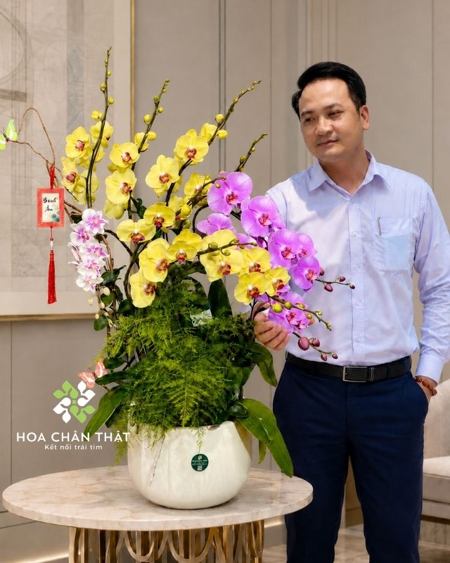 Chậu lan hồ điệp 9 cành phối màu vàng hồng – Khát Vọng Vươn Cao Chậu lan hồ điệp 9 cành phối màu vàng hồng – Khát Vọng Vươn Cao