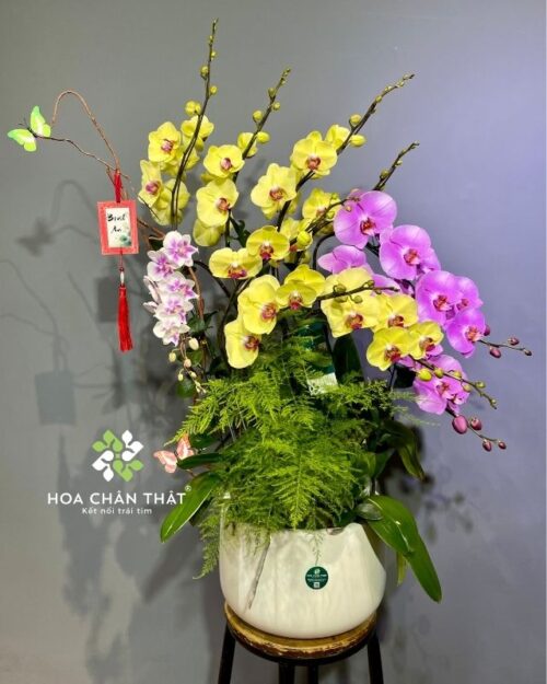 Chậu lan hồ điệp 9 cành phối màu vàng hồng – Khát Vọng Vươn Cao