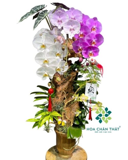 Chậu lan hồ điệp ghép lũa 3 cành phối màu – Vạn Lộc Hưng Thịnh