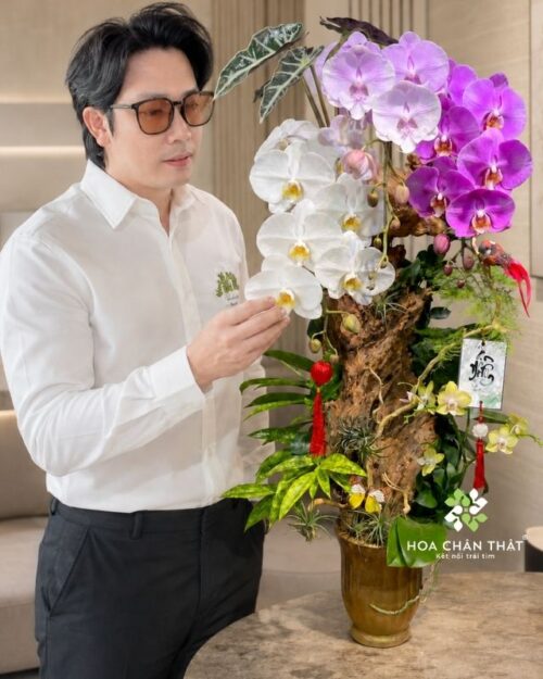Chậu lan hồ điệp ghép lũa 3 cành phối màu – Vạn Lộc Hưng Thịnh