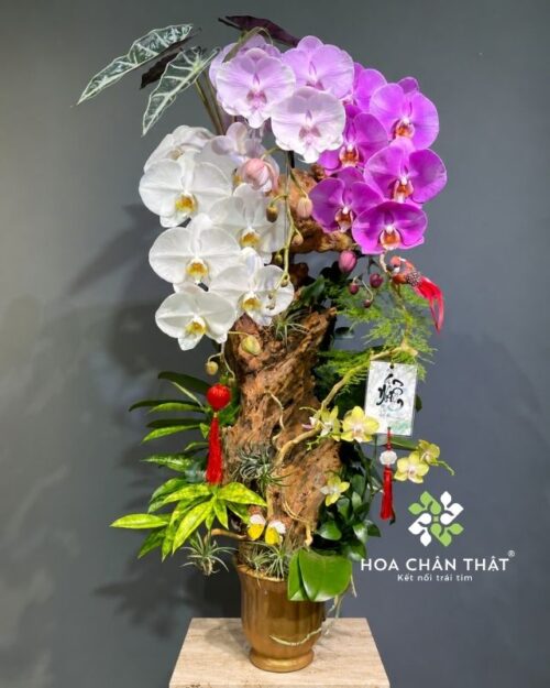 Chậu lan hồ điệp ghép lũa 3 cành phối màu – Vạn Lộc Hưng Thịnh