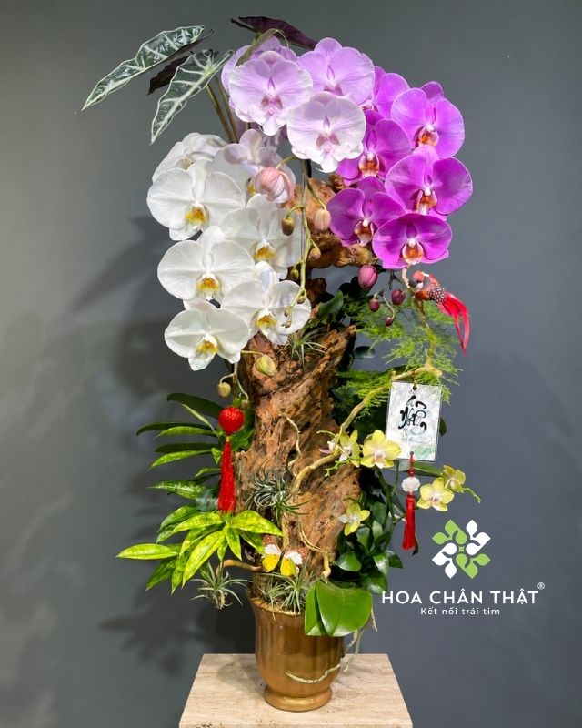 Chậu lan hồ điệp ghép lũa 3 cành phối màu – Vạn Lộc Hưng Thịnh Chậu lan hồ điệp ghép lũa 3 cành phối màu – Vạn Lộc Hưng Thịnh