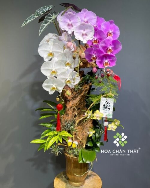 Chậu lan hồ điệp ghép lũa 3 cành phối màu – Vạn Lộc Hưng Thịnh