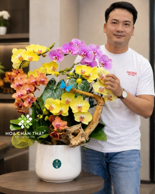 Chậu lan hồ điệp ghép lũa 6 cành phối màu – Sắc Màu Thịnh Vượng Chậu lan hồ điệp ghép lũa 6 cành phối màu – Sắc Màu Thịnh Vượng