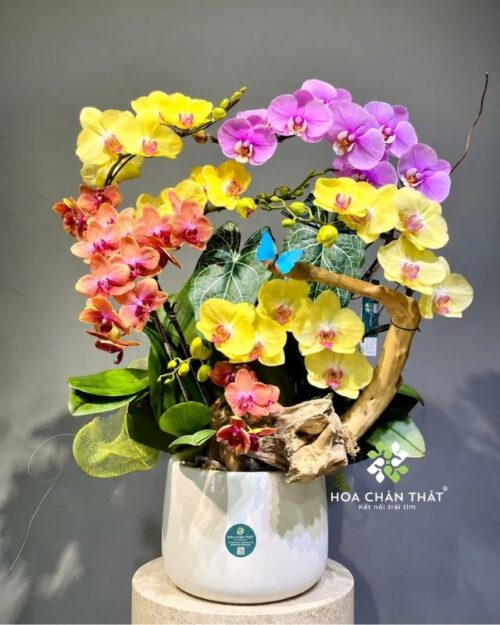 Chậu lan hồ điệp ghép lũa 6 cành phối màu – Sắc Màu Thịnh Vượng