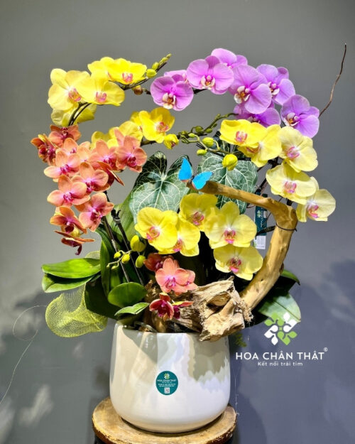 Chậu lan hồ điệp ghép lũa 6 cành phối màu – Sắc Màu Thịnh Vượng