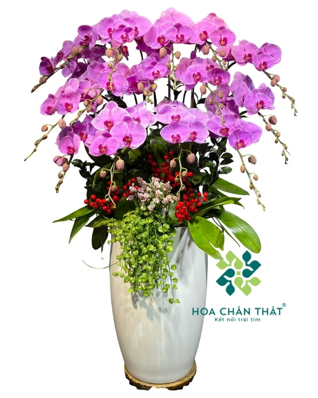 Chậu lan hồ điệp màu hồng 15 cành – Đại Phúc Trường Hưng Chậu lan hồ điệp màu hồng 15 cành – Đại Phúc Trường Hưng