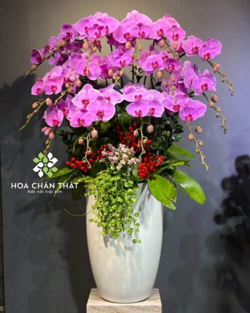 Chậu lan hồ điệp màu hồng 15 cành – Đại Phúc Trường Hưng