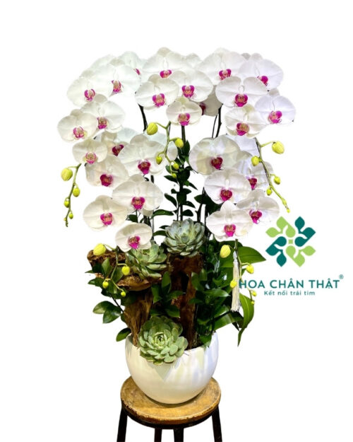 Chậu lan hồ điệp màu trắng 5 cành ghép lũa – Phúc An Trường Thịnh