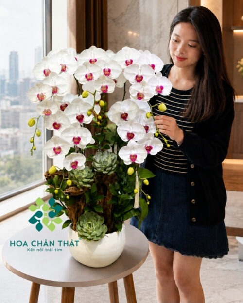 Chậu lan hồ điệp màu trắng 5 cành ghép lũa – Phúc An Trường Thịnh