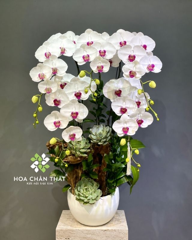 Chậu lan hồ điệp màu trắng 5 cành ghép lũa – Phúc An Trường Thịnh Chậu lan hồ điệp màu trắng 5 cành ghép lũa – Phúc An Trường Thịnh