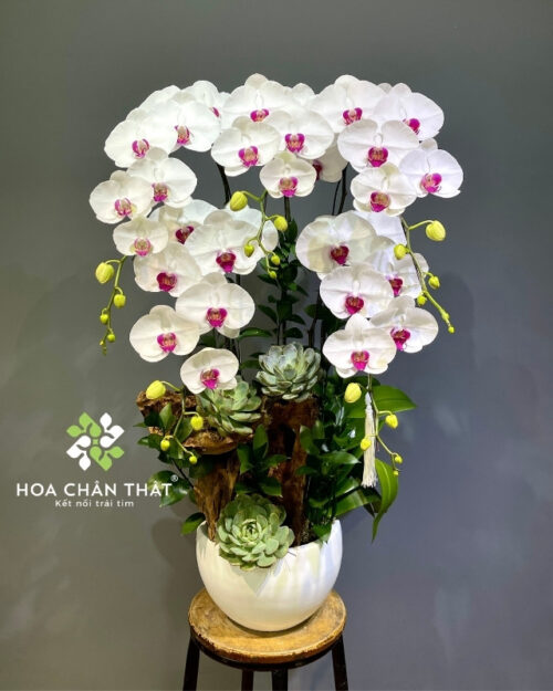 Chậu lan hồ điệp màu trắng 5 cành ghép lũa – Phúc An Trường Thịnh
