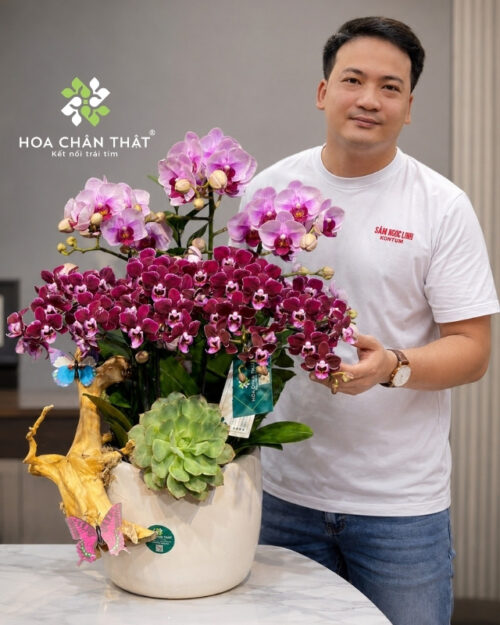 Chậu lan hồ điệp mini 5 cành hồng tím – Vạn Phúc Bình An Chậu lan hồ điệp mini 5 cành hồng tím – Vạn Phúc Bình An