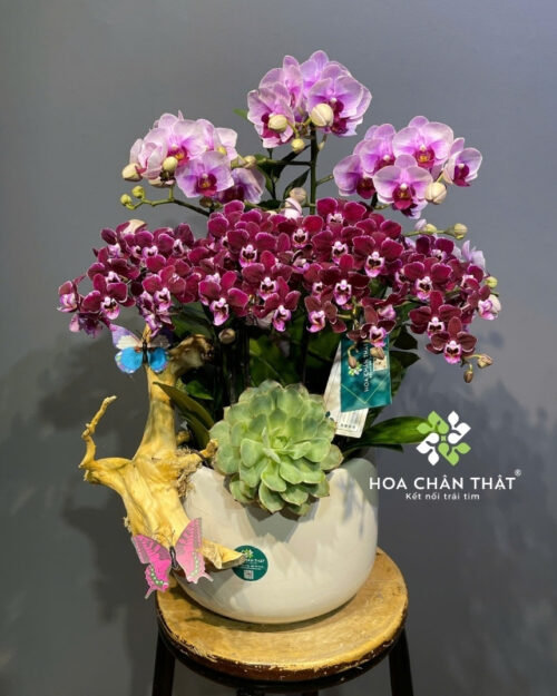 Chậu lan hồ điệp mini 5 cành hồng tím – Vạn Phúc Bình An