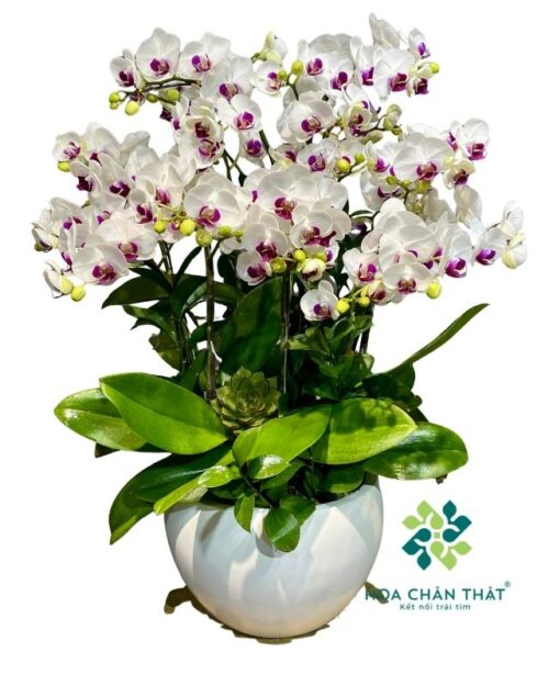 Chậu lan hồ điệp mini 5 gốc đôi – Khánh Nhật Viên Mãn