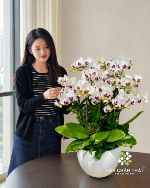 Chậu lan hồ điệp mini 5 gốc đôi – Khánh Nhật Viên Mãn