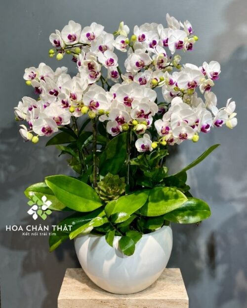Chậu lan hồ điệp mini 5 gốc đôi – Khánh Nhật Viên Mãn