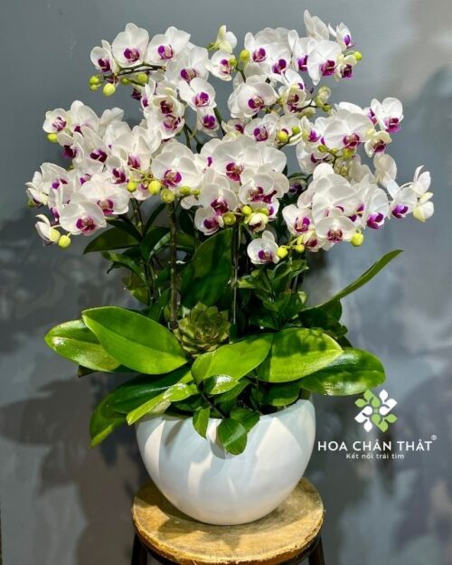Chậu lan hồ điệp mini 5 gốc đôi – Khánh Nhật Viên Mãn