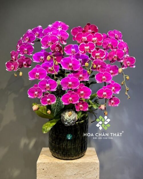 Chậu lan hồ điệp tím 7 cành – Hưng Gia Đại Phát