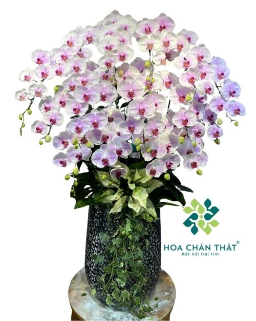 Chậu lan hồ điệp trắng lưỡi hồng 15 cành – Cát Tường Vạn Phúc