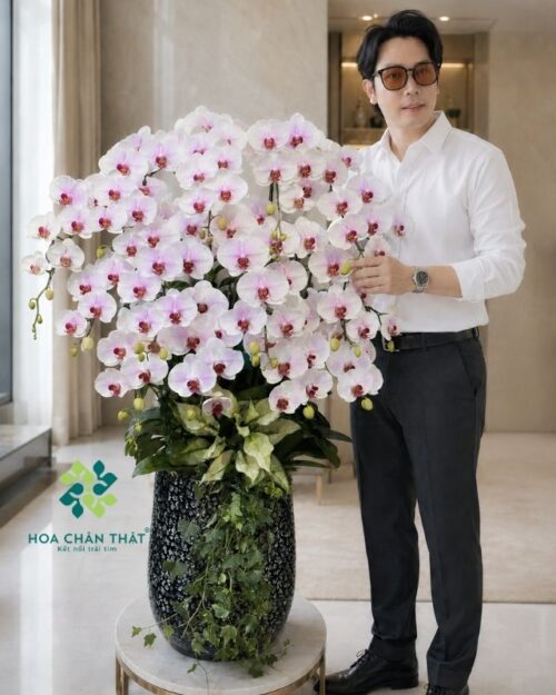 Chậu lan hồ điệp trắng lưỡi hồng 15 cành – Cát Tường Vạn Phúc