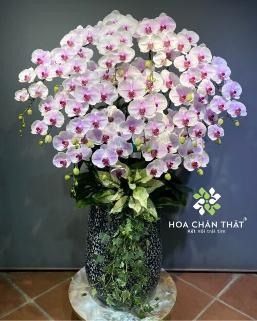 Chậu lan hồ điệp trắng lưỡi hồng 15 cành – Cát Tường Vạn Phúc