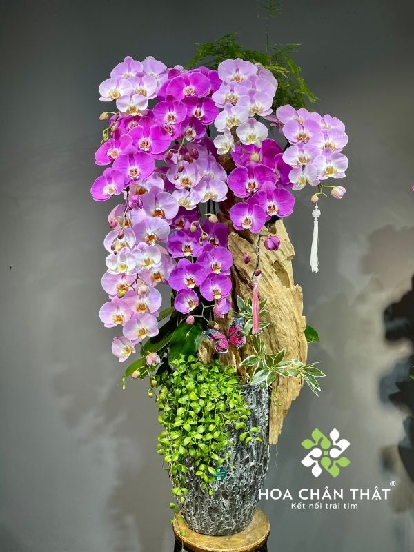 Hoa ngày truyền thống Công an Nhân dân 19/8 trang trọng, ý nghĩa Chậu lan hồ điệp ghép lũa phù hợp cho ngày công an nhân dân 19/8