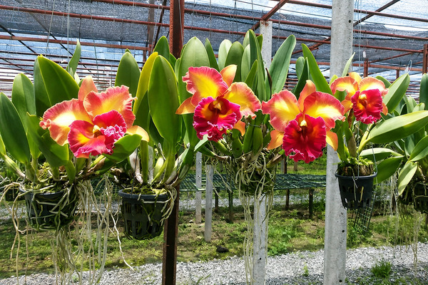 Lan Cattleya