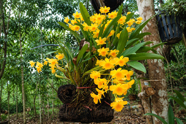 Lan Hoàng Thảo Kim Điệp
