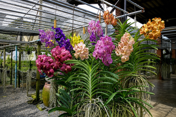 Lan Vanda