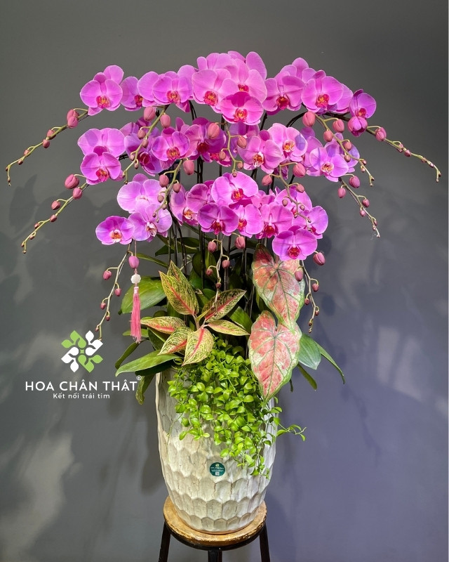 Chậu hoa lan hồng gửi đến lời yêu thương chân thành