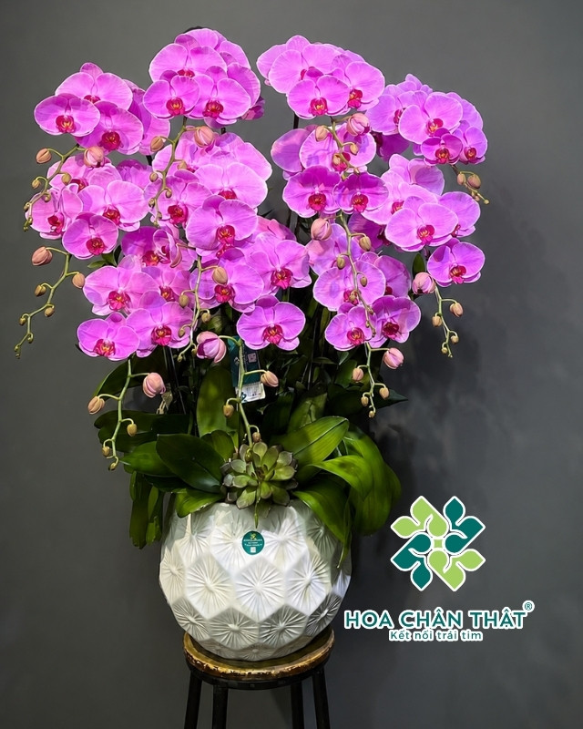 Chậu lan hồ điệp hồng trang trọng tinh tế - Hoa ngày vu lan báo hiếu