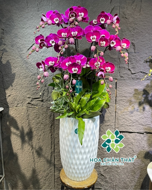 Chậu lan hồ điệp tím thể hiện lòng thủy chung và kính trọng